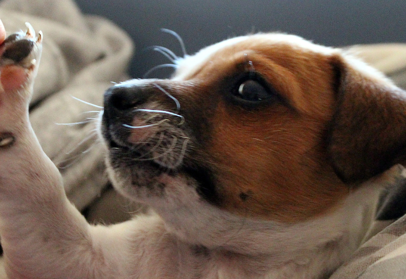 犬はメロンを食べても大丈夫？愛犬への安全な与え方と注意点