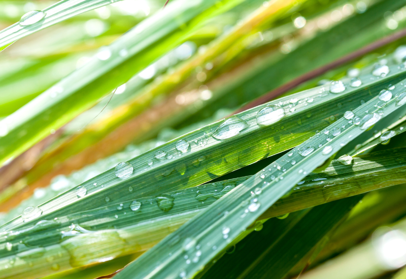 レモングラスの効果：心身を癒す万能ハーブの活用術