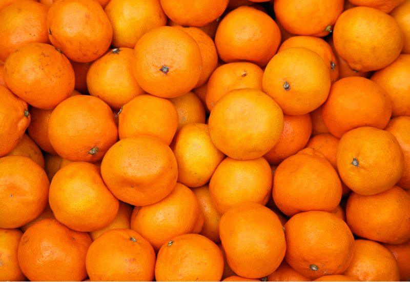 みかん 栽培みかん