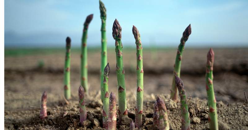 もう迷わない！アスパラガス、基本の茹で方から保存方法まで完全ガイド