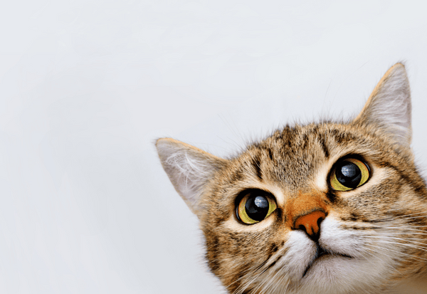 猫がチョコレートを食べた！症状・危険性・致死量・対処法を解説