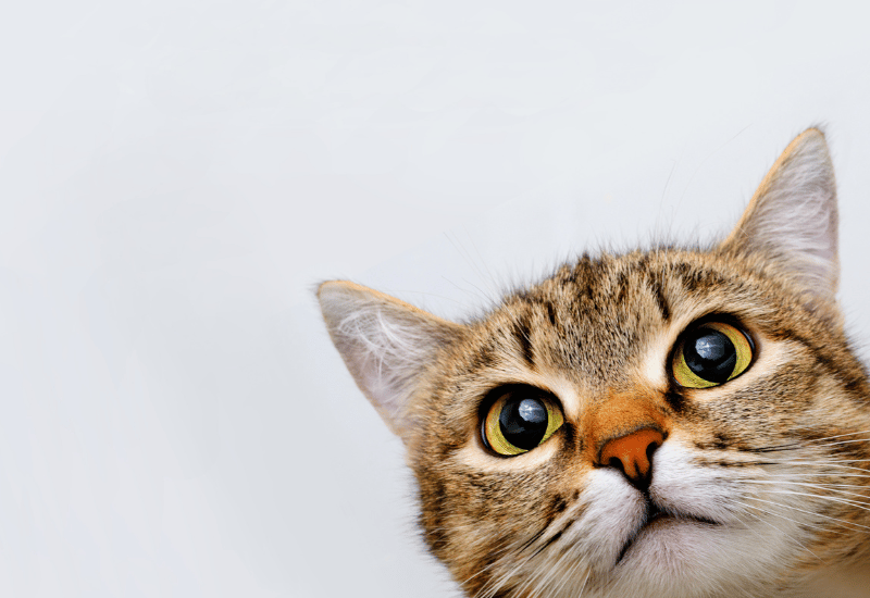 猫がチョコレートを食べた！症状・危険性・致死量・対処法を解説
