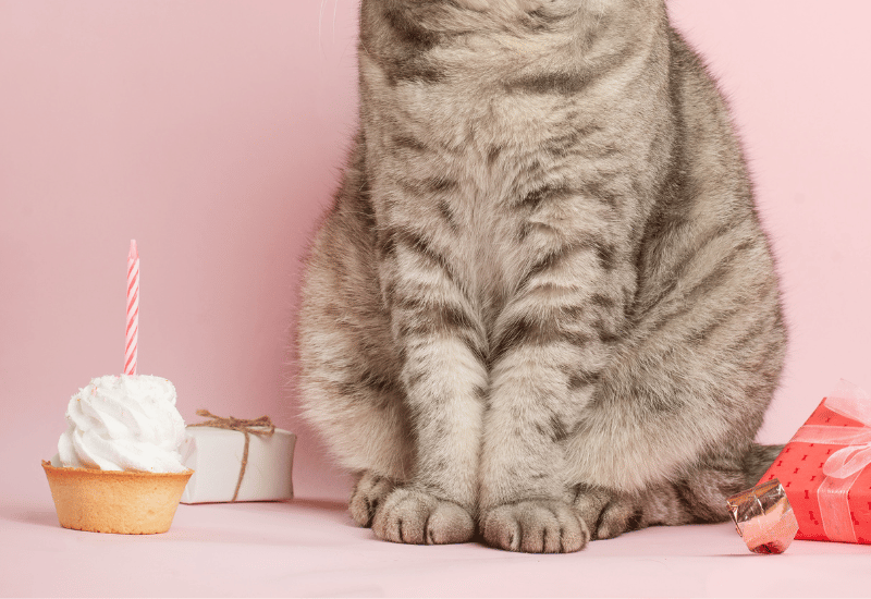 猫 誕生日ケーキ