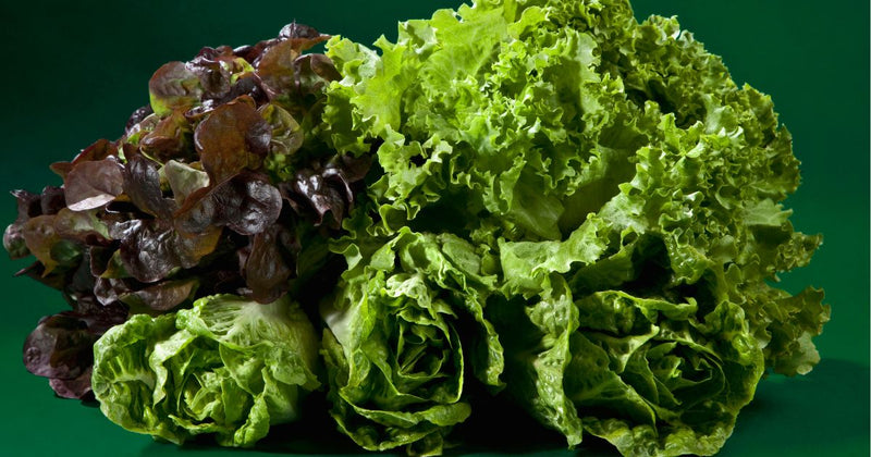 夏の葉もの野菜