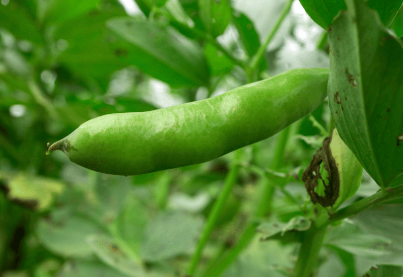 空に向かう豆、旬の味覚を食卓へ