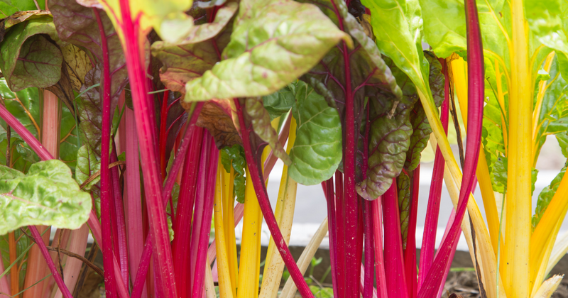 初心者でも簡単！カラフルで栄養満点なフダンソウ栽培ガイド