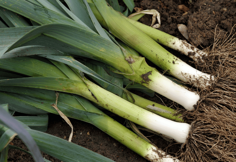 冬野菜：甘みと旨みが凝縮された旬の味覚