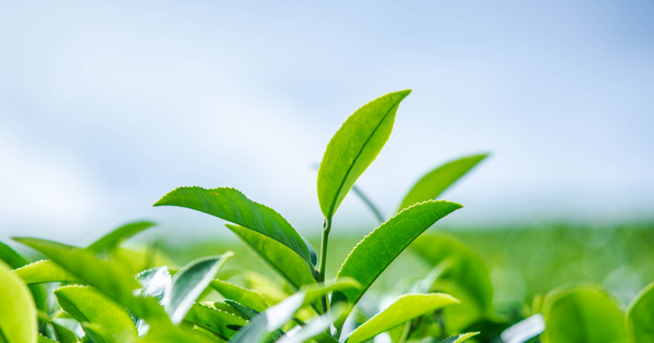 茶葉生産量