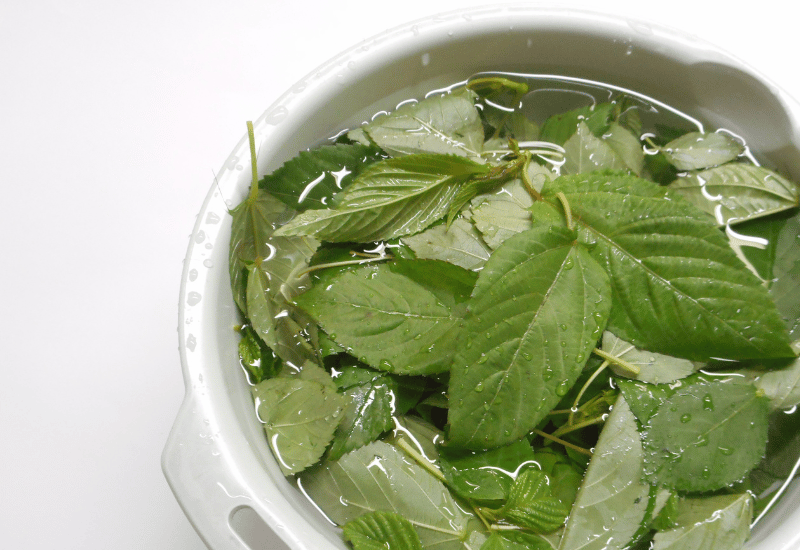 モロヘイヤを長持ちさせる！鮮度を保つ保存方法の決定版