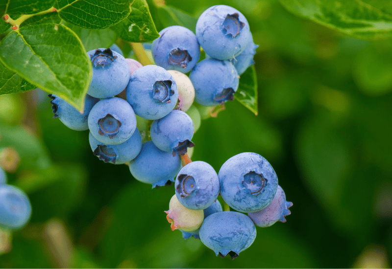 ブルーベリー 産地