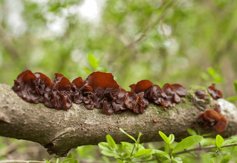 きくらげ、その驚きの調理法！戻し方から保存方法まで完全ガイド