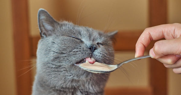猫に生クリームは危険？与える際の注意点と安全な代替品