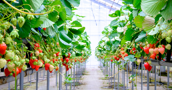 知ってる？いちごの名前の由来と、話のタネになる面白雑学