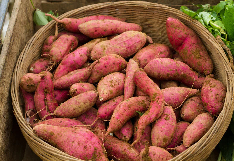 さつまいも　栄養
