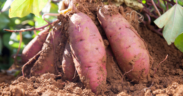 さつまいもの赤色変色：食べられる？腐ってる？原因と見分け方を徹底解説！