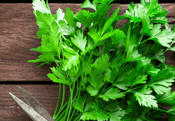 セリとは？知っておきたい栄養、効能、歴史、保存方法