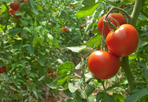 知られざる美味に出会う！トマトの種類別ガイド：特徴、味、おすすめ品種を徹底解説