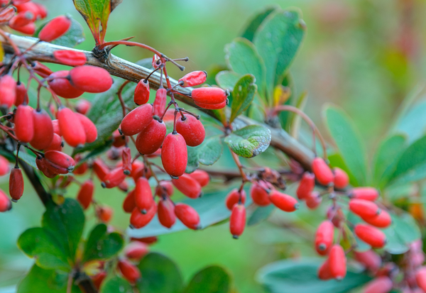 赤い実になる植物：冬を彩る庭木の選び方と育て方
