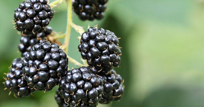 ブラックベリー栽培の始め方｜初心者でもできる育て方と収穫のコツを解説