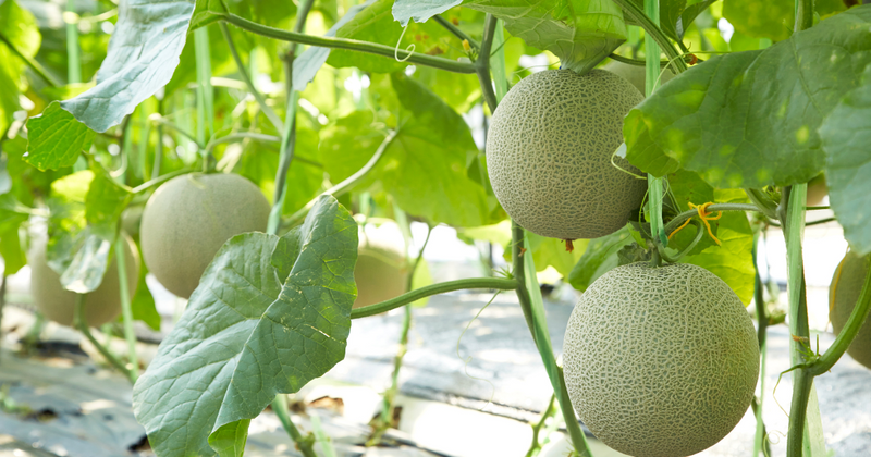 メロン： 瓜科の甘い誘惑、野菜？果物？その謎を解き明かす