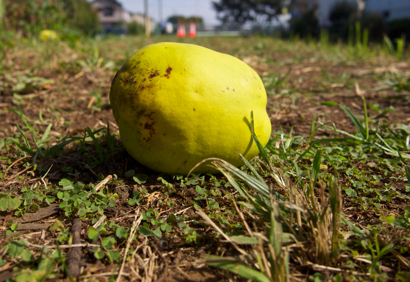 カリンとマルメロの違い：特徴、用途、見分け方を徹底解説