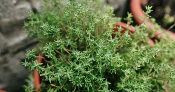 ハーブタイムを育てて食卓を豊かに！初心者でも簡単、栽培方法と活用術