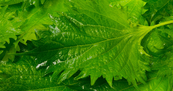 大葉 賞味 期限