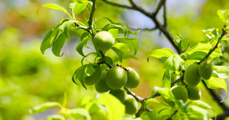 梅は果物？完熟梅の食べ方とおすすめ品種｜梅の実を味わい尽くす