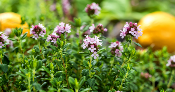 ガーデニング初心者でも簡単！ハーブの育て方完全ガイド