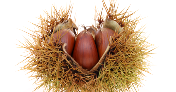 もう失敗しない！栗の茹で方：簡単レシピ、下処理、保存方法まで徹底解説