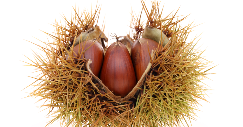 もう失敗しない！栗の茹で方：簡単レシピ、下処理、保存方法まで徹底解説