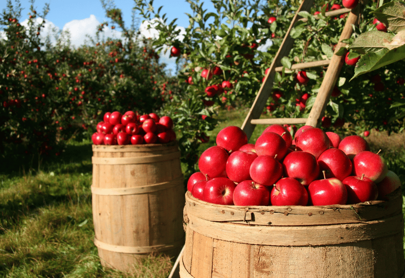 知っておきたい！りんごの品種図鑑：味、特徴、選び方のポイント