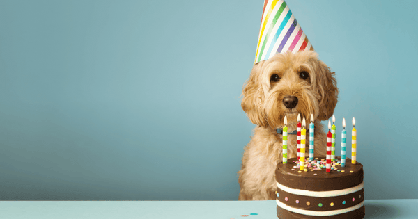 愛犬に米粉ケーキ：アレルギー対応レシピと注意点