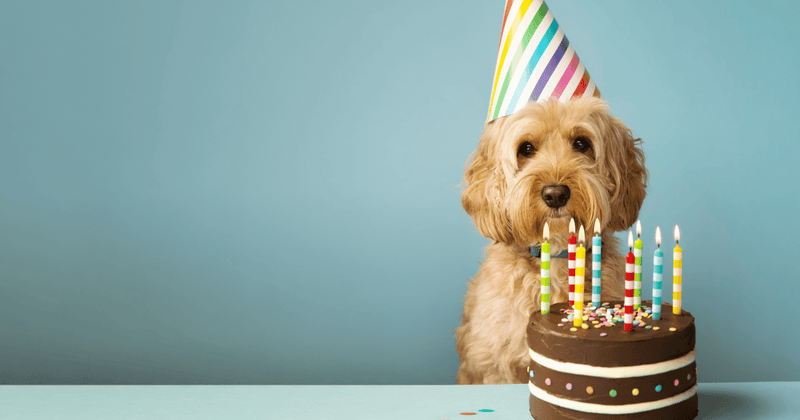 愛犬に米粉ケーキ：アレルギー対応レシピと注意点