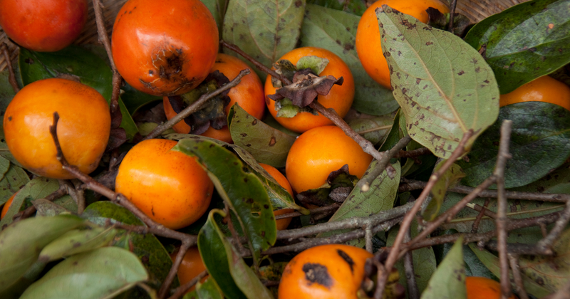 柿の栄養成分と健康効果を徹底解説！おいしい食べ方と注意点