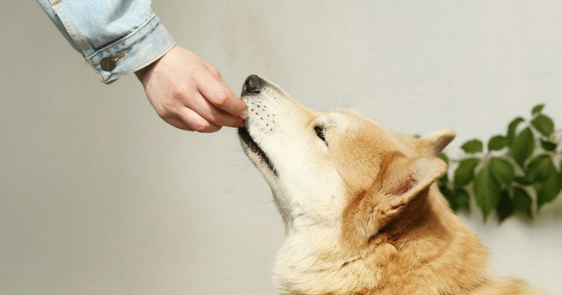 犬に冷凍ブルーベリーはOK？与え方の注意点と健康効果を解説