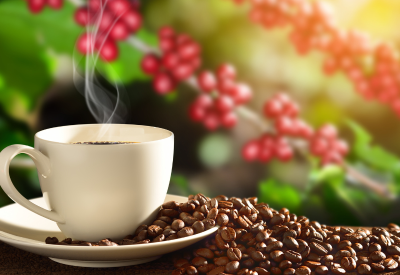 世界のコーヒー豆生産量ランキング：主要生産国とコーヒーベルトの現状