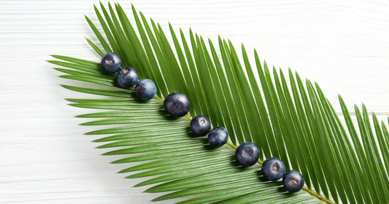 アサイーは何科の植物？特徴から栄養価までわかりやすく解説