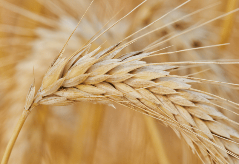 押し麦ともち麦を徹底比較！