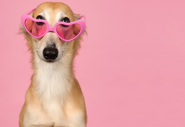 犬にオクラは大丈夫？栄養や与え方の注意点を解説！