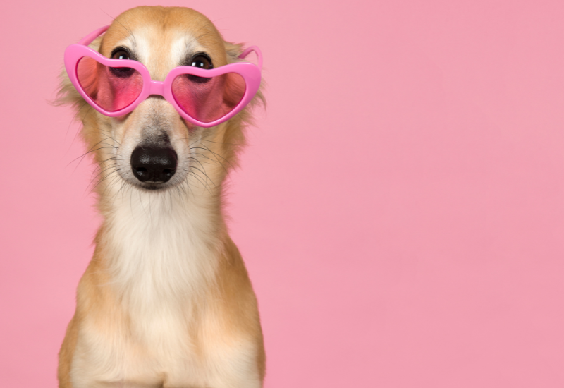 犬にオクラは大丈夫？栄養や与え方の注意点を解説！