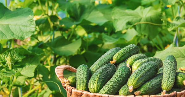 キュウリ栽培：節成り品種を最大限に活かす整枝と誘引の極意