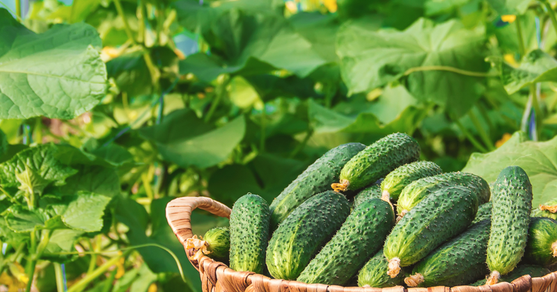 キュウリ栽培：節成り品種を最大限に活かす整枝と誘引の極意