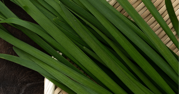 ニラ栽培成功の鍵：種から始める、家庭菜園の秘訣