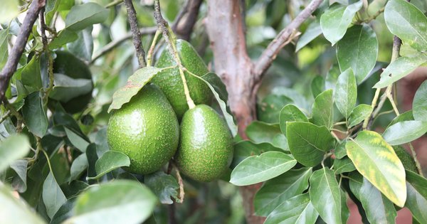 アボカドは果物？野菜？その分類の真実を徹底解説