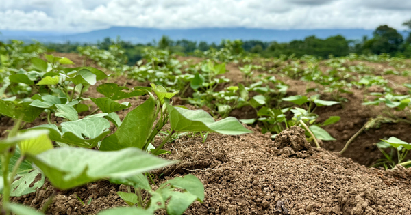 初心者でも簡単！美味しいサツマイモを育てるための苗の植え方完全ガイド