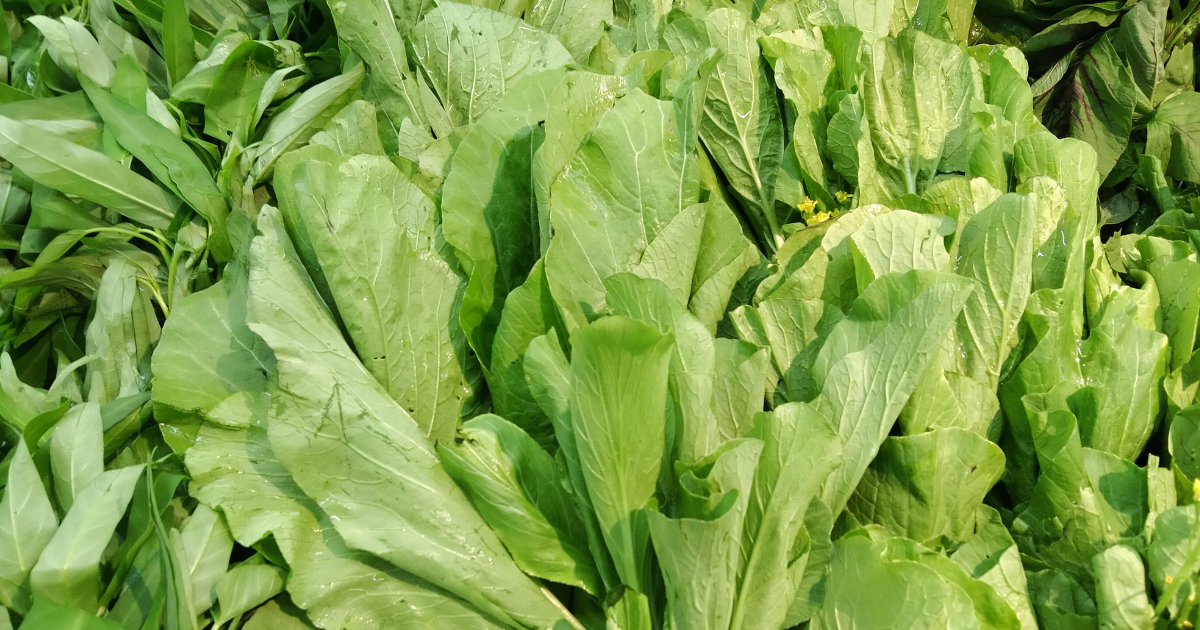 からし菜に似た野菜：特徴、違い、旬、美味しい食べ方、保存方法