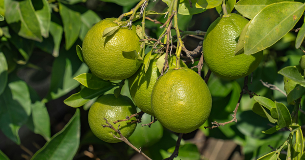 緑の宝石箱：知られざる緑色果物の世界へ