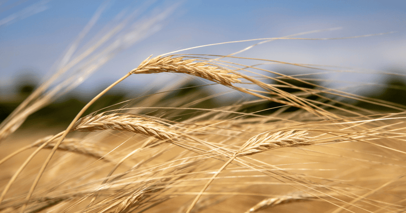 もち麦の糖質量を徹底解説！ダイエット効果やおすすめレシピも紹介