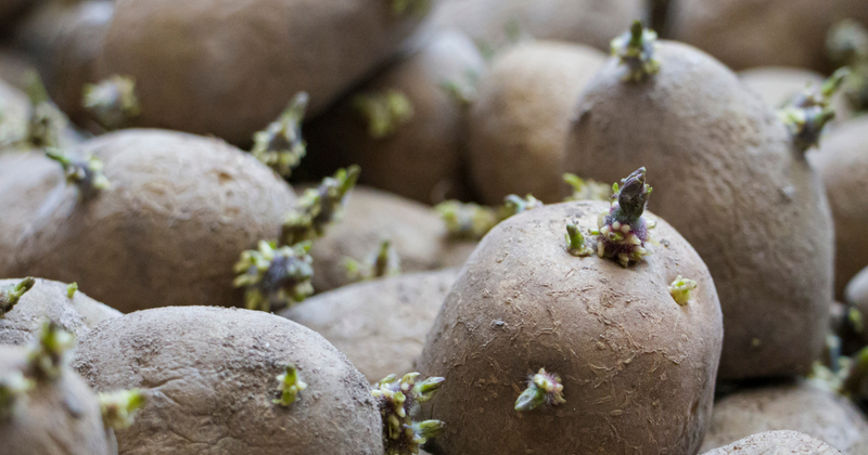 じゃがいもの発芽：食べられる？ 芽の取り方・保存方法・大量消費レシピまで徹底解説